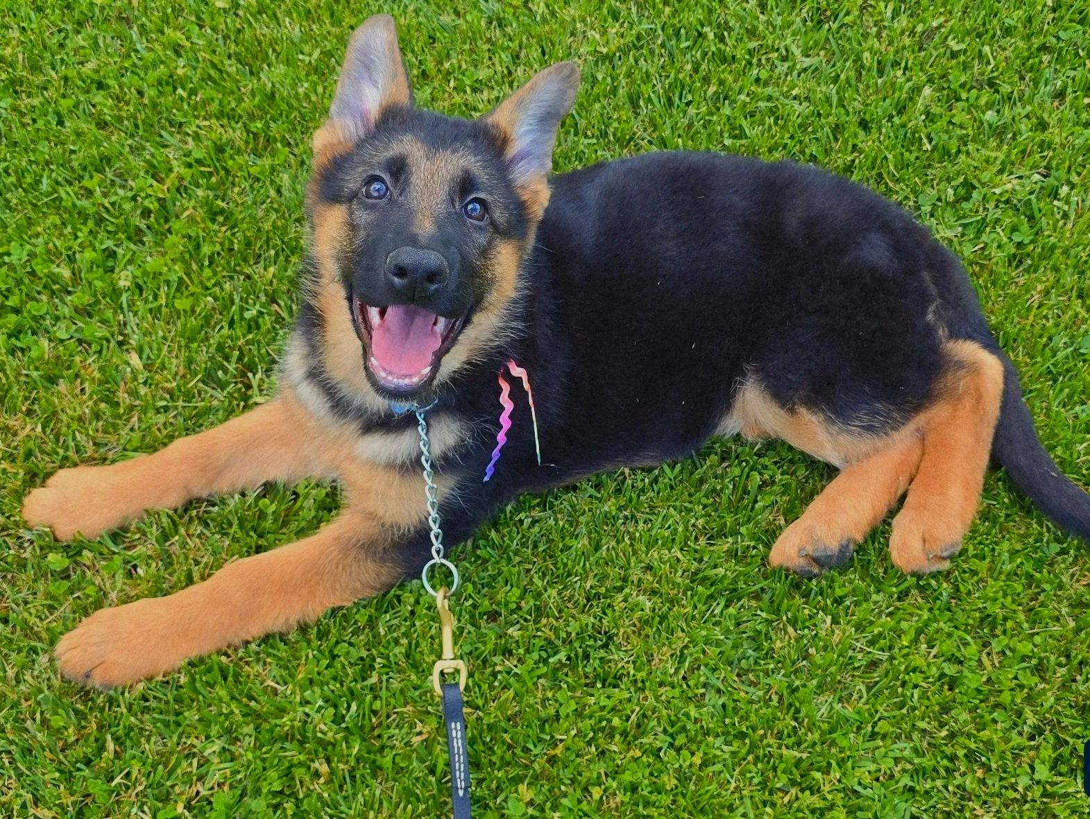 German shepherd, German shepherd Ohio, German shepherd puppy,german shepherd puppies ,VOM BUFLOD,AKC