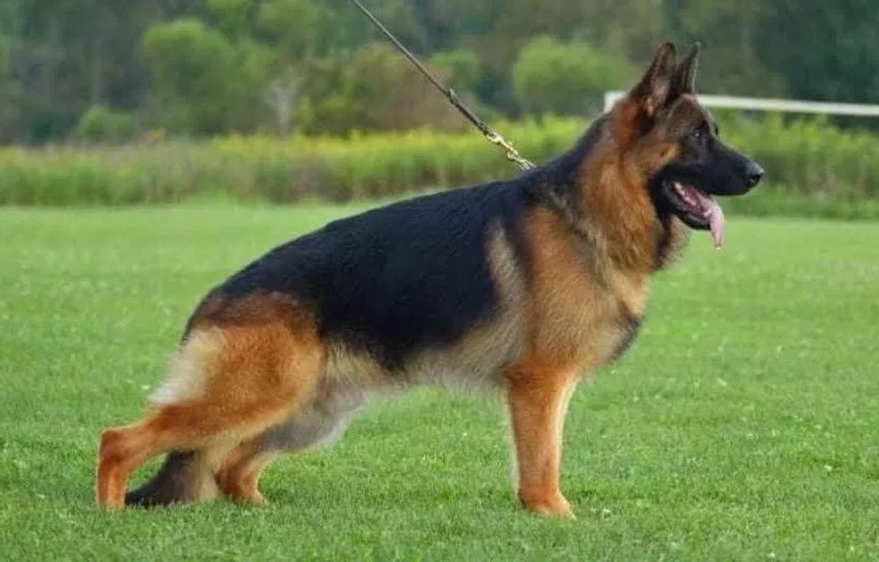 INTRO TEAM CARRERA VOM BUFLOD GERMAN SHEPHERDS OHIO