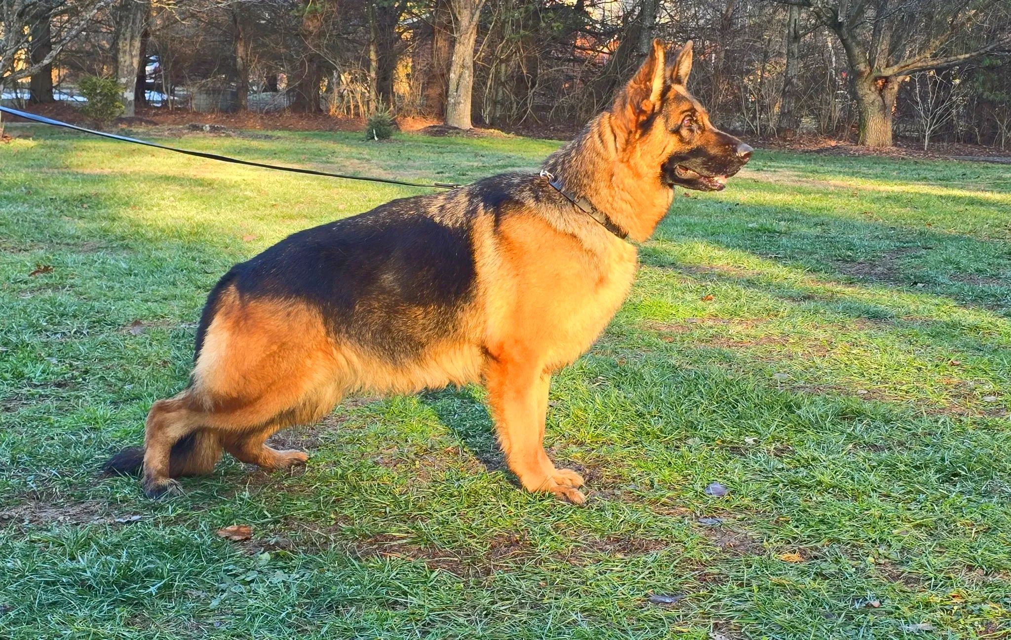 GERMAN SHEPHERD,OHIO GSD, GERMAN SHEPHERD PUPPY, VOM BUFLOD, GERMAN SHEPHERD BREEDER, DOG TRAINER