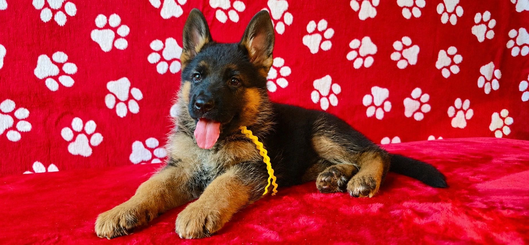 GERMAN SHEPHERD,OHIO GSD, GERMAN SHEPHERD PUPPY, VOM BUFLOD, GERMAN SHEPHERD BREEDER, DOG TRAINER