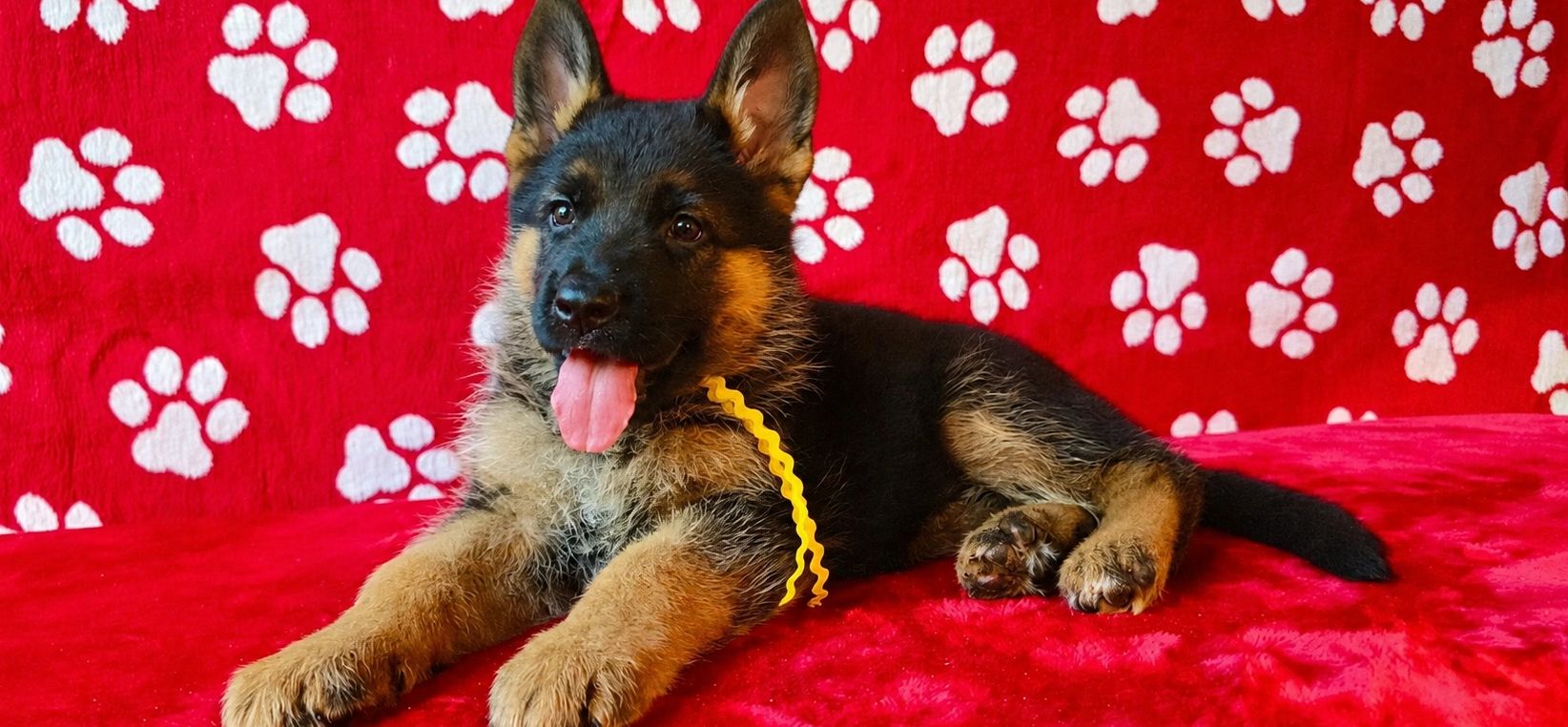 GERMAN SHEPHERD,OHIO GSD, GERMAN SHEPHERD PUPPY, VOM BUFLOD, GERMAN SHEPHERD BREEDER, DOG TRAINER