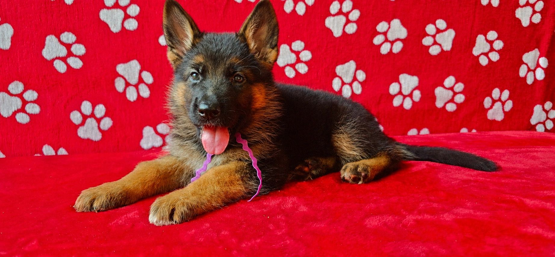 GERMAN SHEPHERD,OHIO GSD, GERMAN SHEPHERD PUPPY, VOM BUFLOD, GERMAN SHEPHERD BREEDER, DOG TRAINER