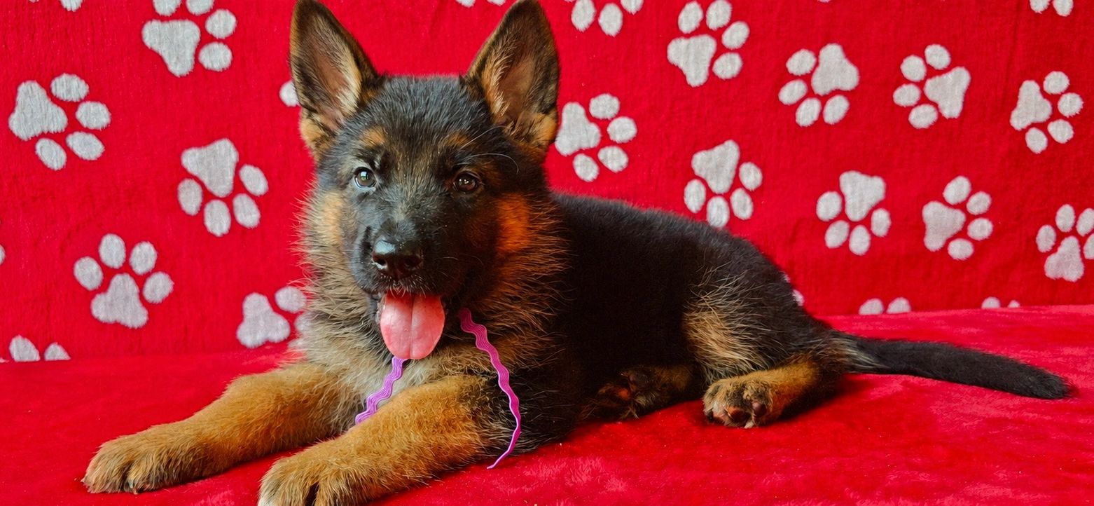 GERMAN SHEPHERD,OHIO GSD, GERMAN SHEPHERD PUPPY, VOM BUFLOD, GERMAN SHEPHERD BREEDER,DOG TRAINER,akc