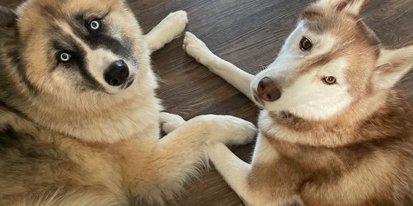Two huskies lying down, facing the camera with their paws touching.