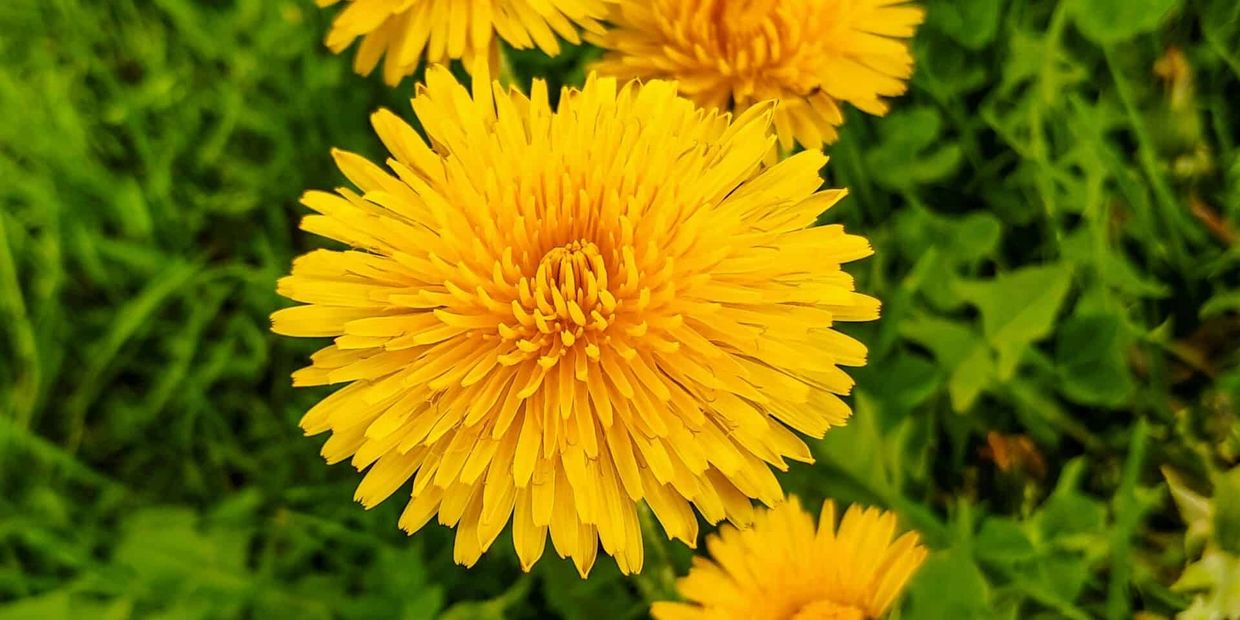 Dandelion flower