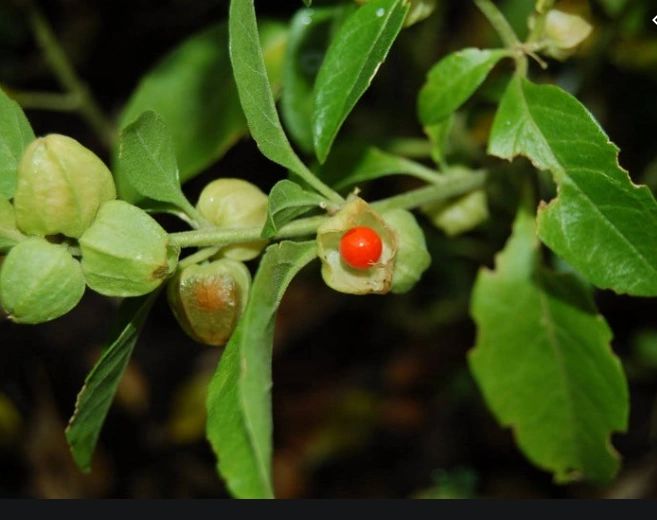 ashwagandha costco