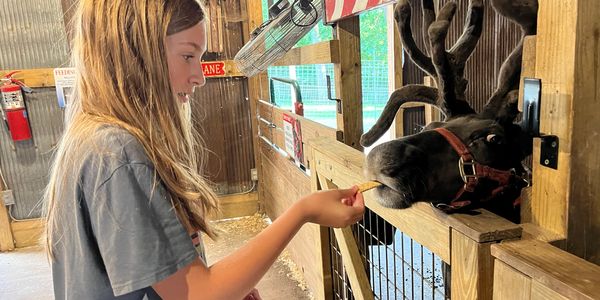 A girl feeding a deer through a wooden fence at an animal farm.