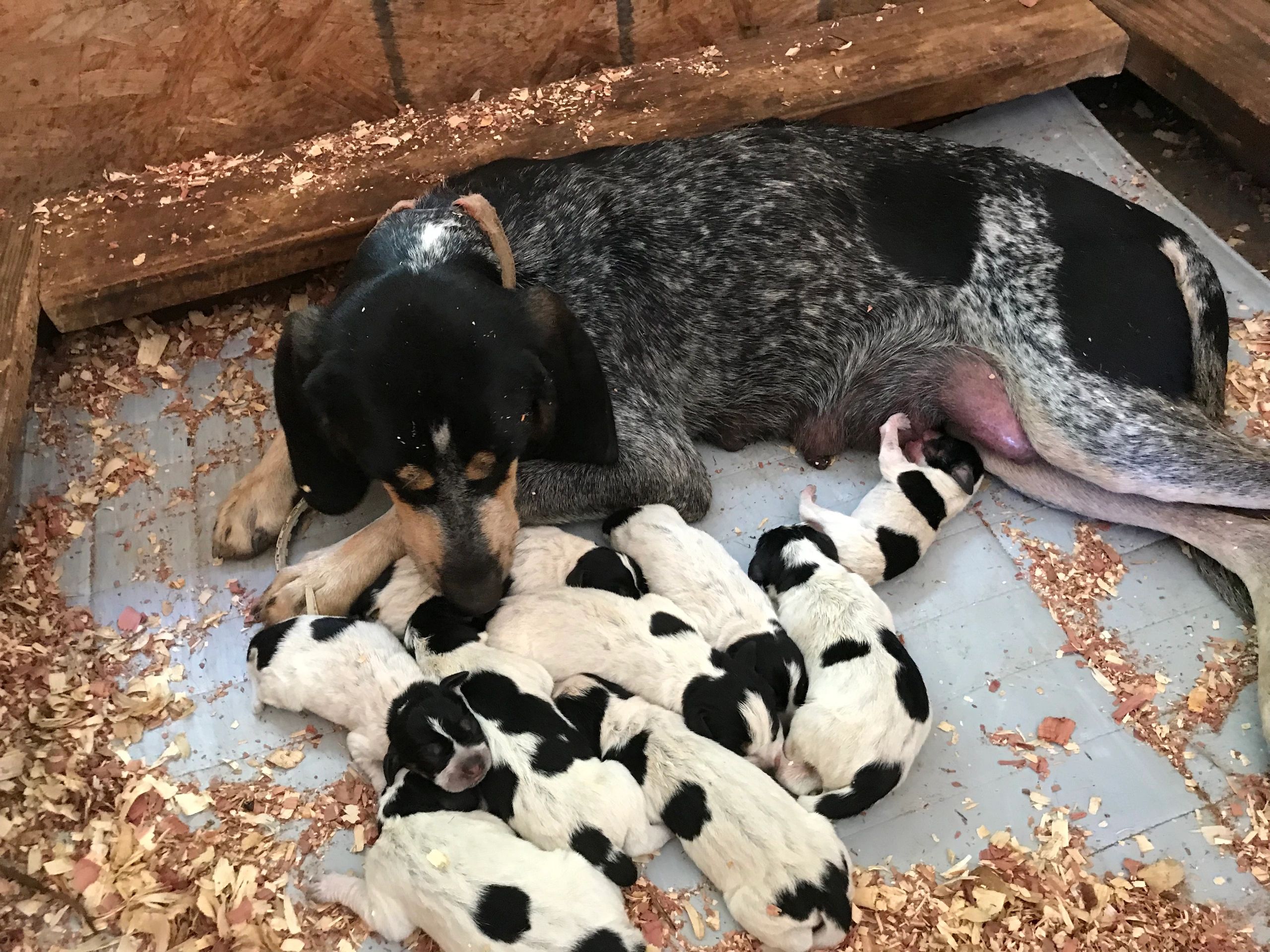 bluetick coonhound puppies newborn