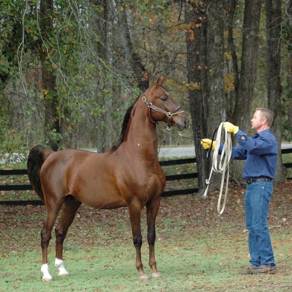 Commander's Stud Muffin