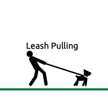 Dog behaviour problems: leash pulling