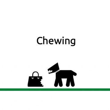 Dog behaviour problems: chewing