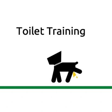 Dog behaviour problems: toilet training