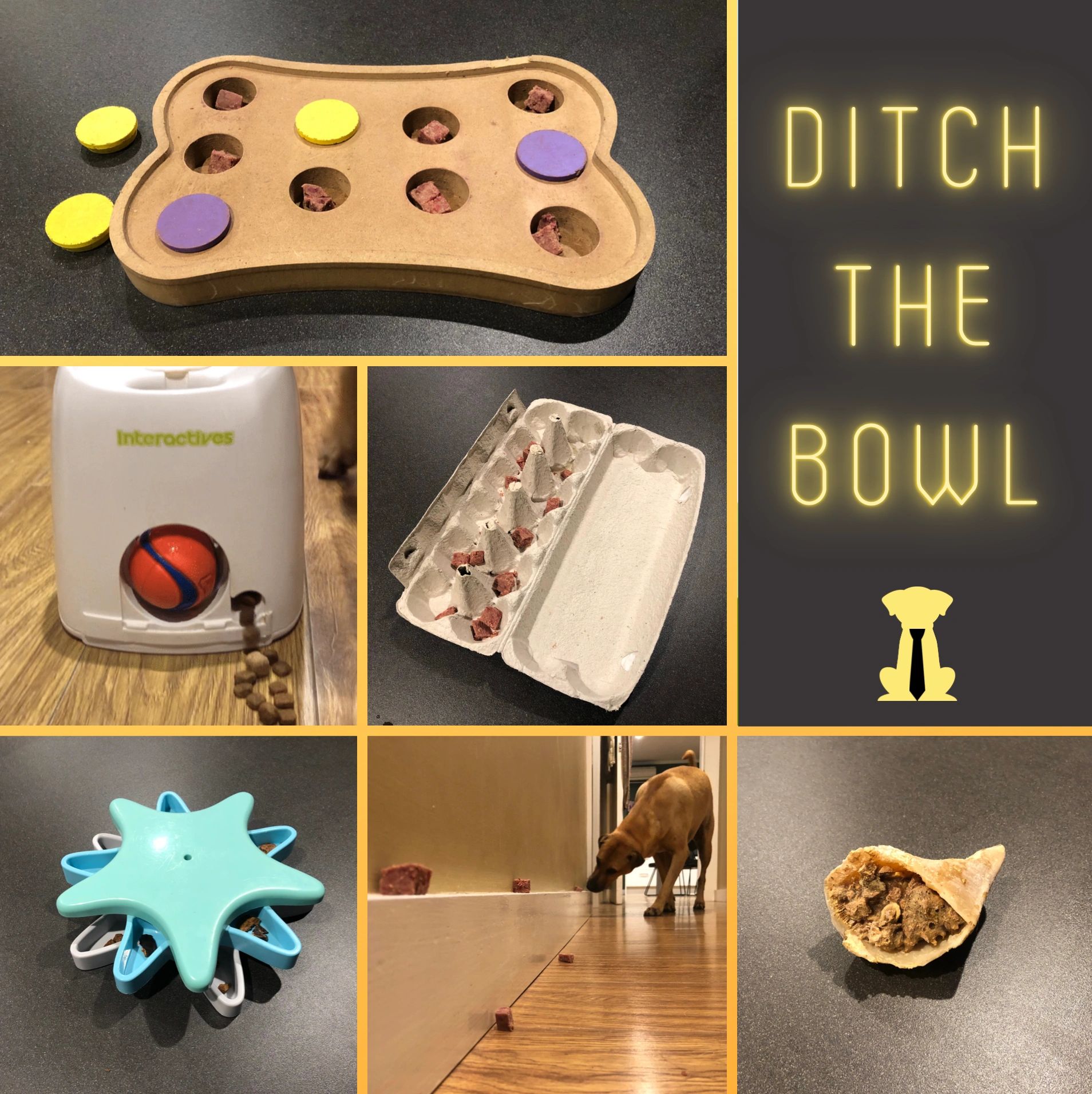 Why Enrichment Activities and Ditching the Bowl are Vital for Your