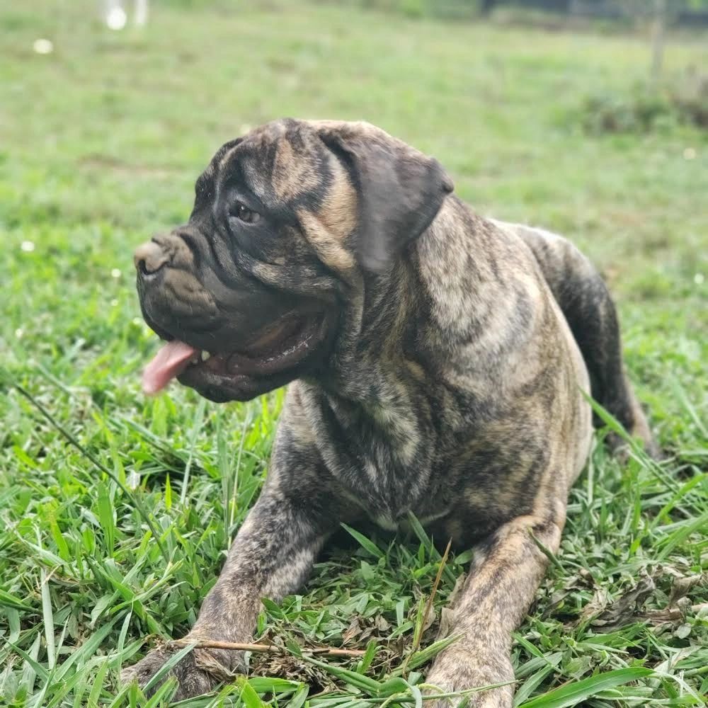 Available Puppies