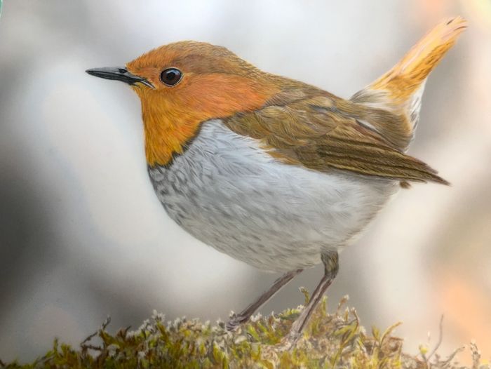 Japanese Robin
