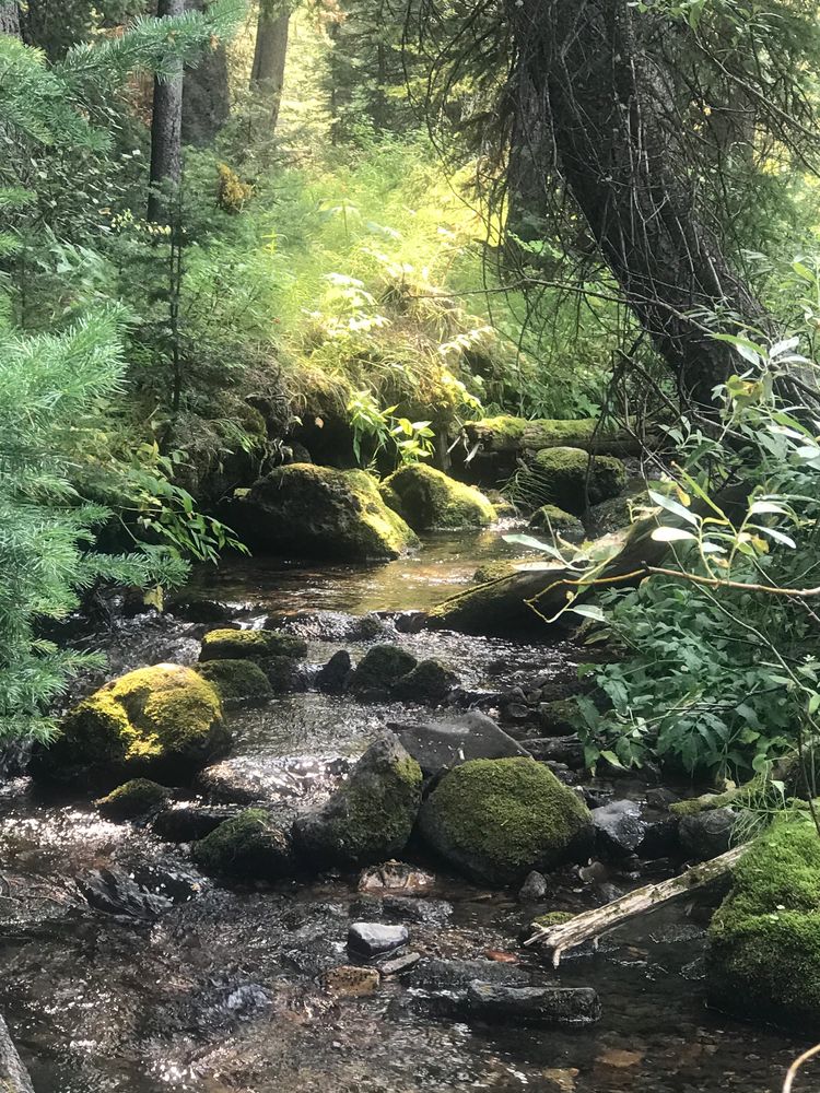 This photo was taken off the beaten path by me as I followed a game trail and found this creek.