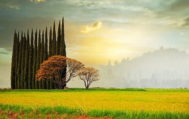 Trees at sunset with a mystical mist