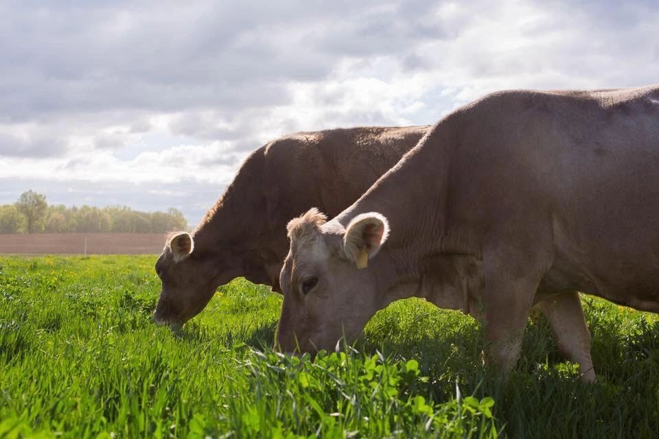 Mill Valley Milk Company