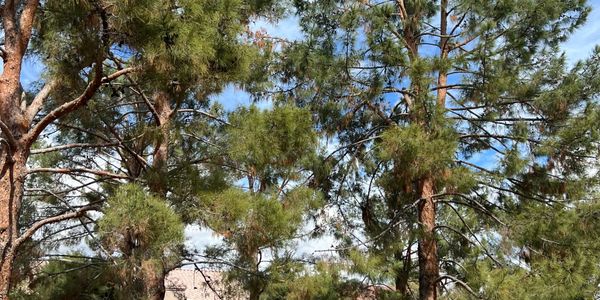 Trimmed Pine trees