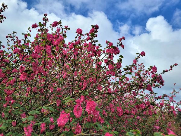 Red Flowering Currant (Ribes sanguineum)