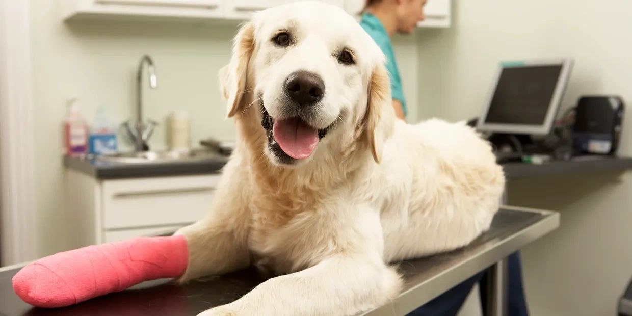 closeup shot of an injured dog in the clinic