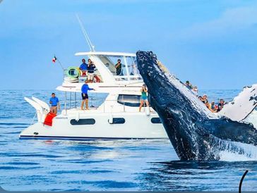 Come with us on this magnificent ride to see the whales! Contact me for more information 🐳🌊