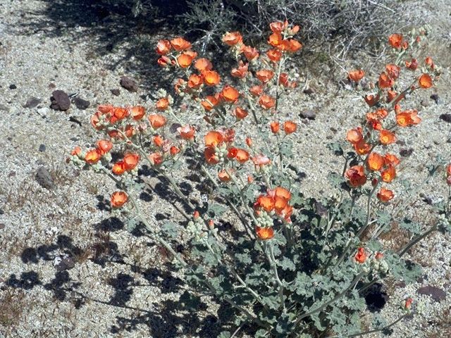 The Glorious Globe Mallow