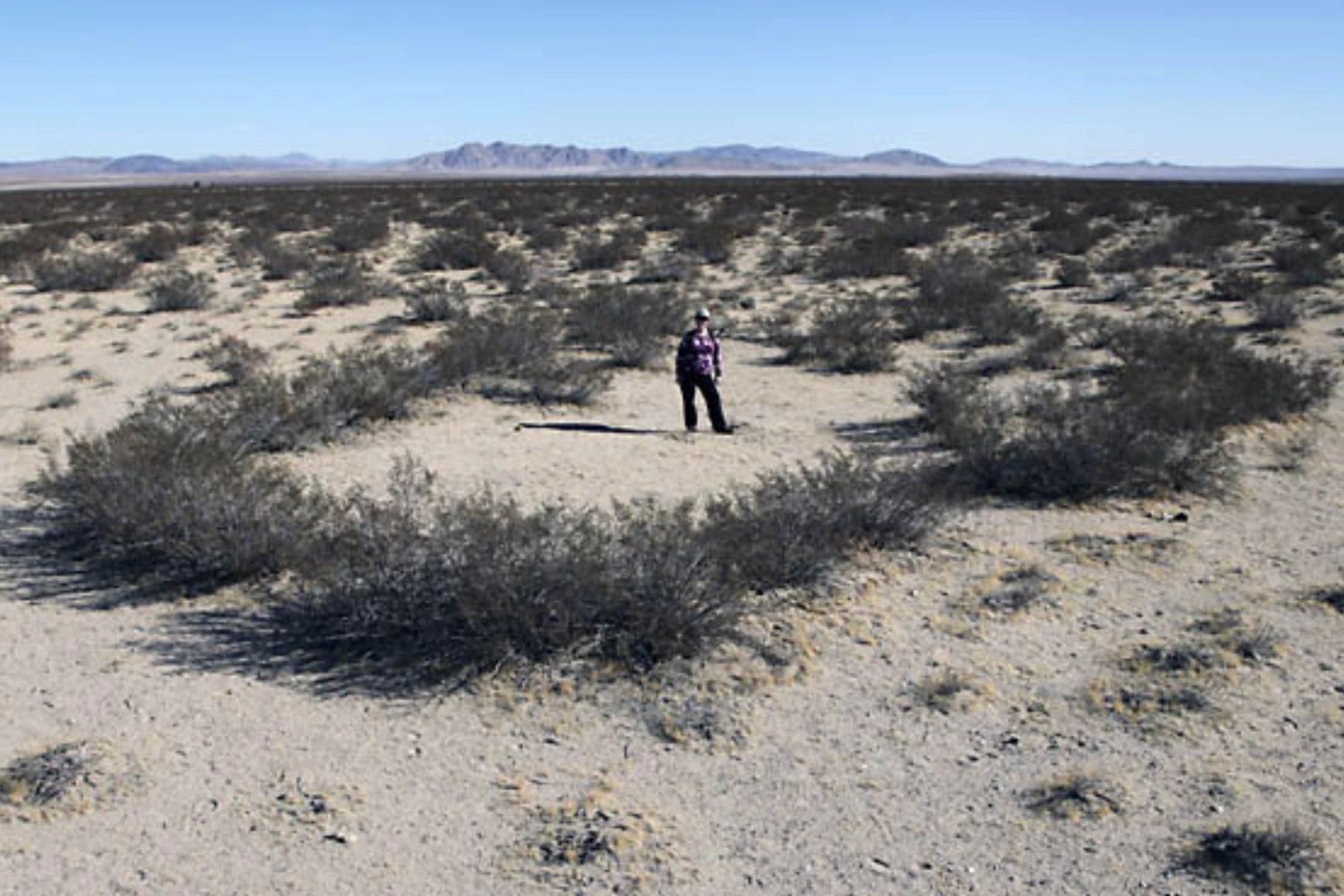 creosote bush in desert