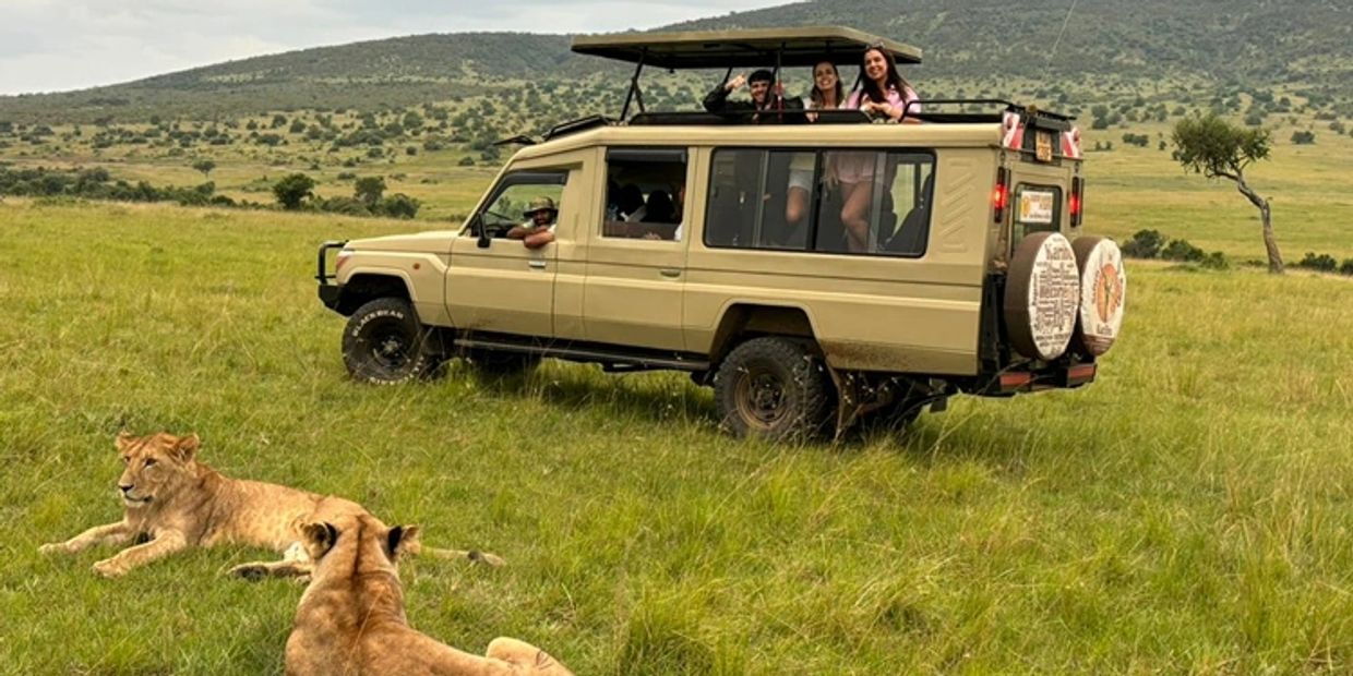 Tourists on safari watch lions resting in the grassland.