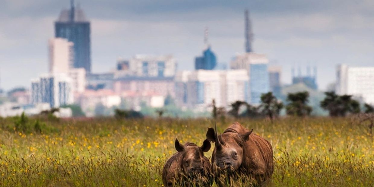 Two rhinos in a grassy field with a city skyline in the background.