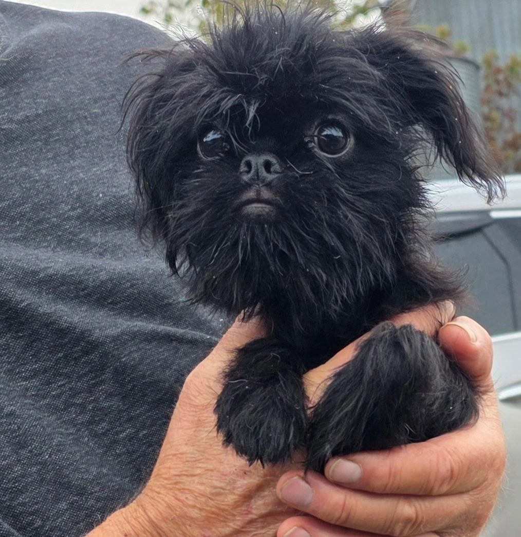 Baba bébé griffon Belge disponible