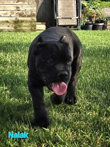 Chiot noir qui court sur l'herbe avec la langue sortie.