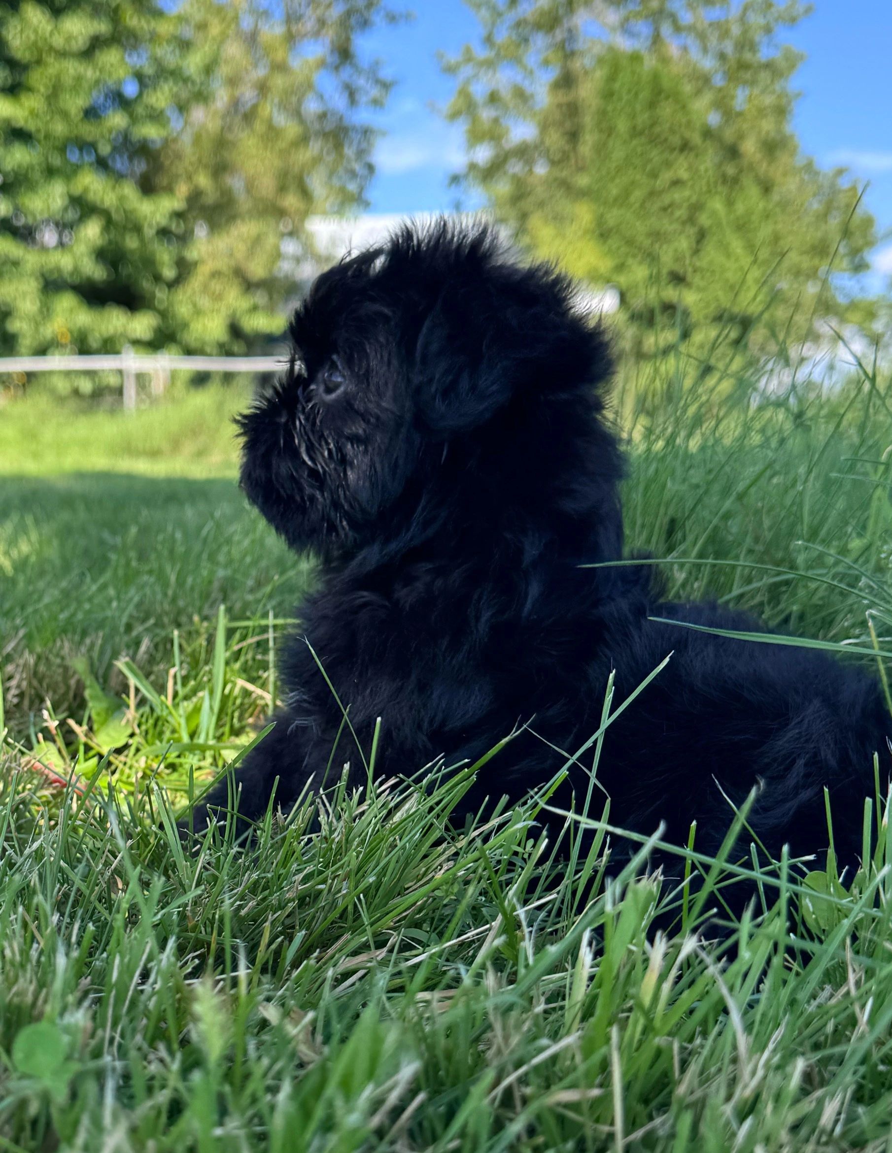 Chiot noir couché dans l'herbe verte.