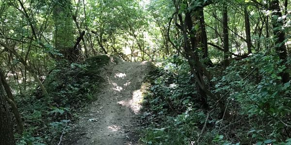A sunlit dirt path winds through a dense green forest.