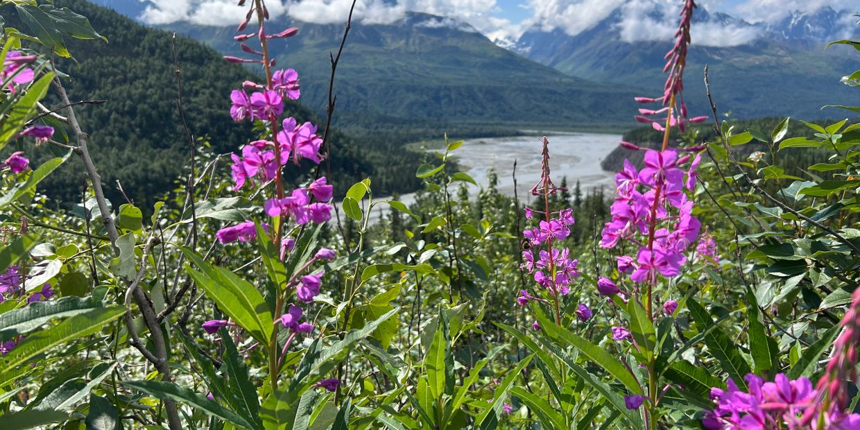 Vibrant pink wildflowers with a mountain and river backdrop under a blue sky.