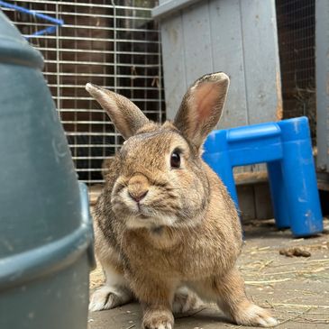 A curious brown rabbit with large ears standing on the ground.