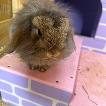 Fluffy brown lop-eared rabbit sitting indoors on a pink surface.