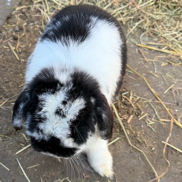 Black and white rabbit on dirt and straw ground.
