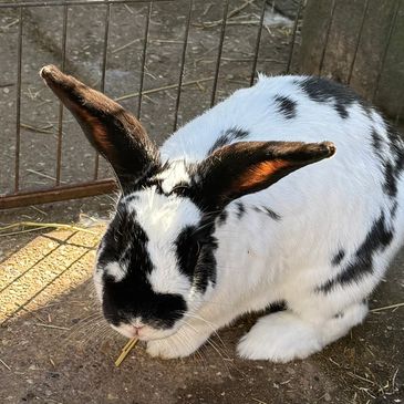 A black and white spotted rabbit with large ears inside a fenced area.