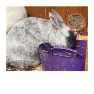 Gray and white rabbit eating from a purple bucket in a wooden enclosure.