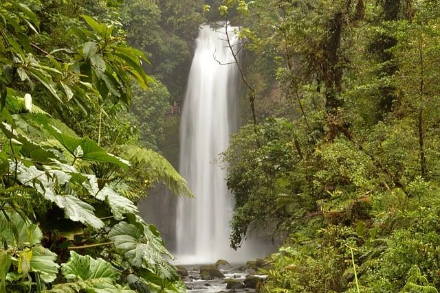 Lush jungle with the La Paz waterfall in the background in Costa Rica