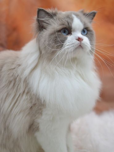 Fluffy white and gray cat with blue eyes looking up.