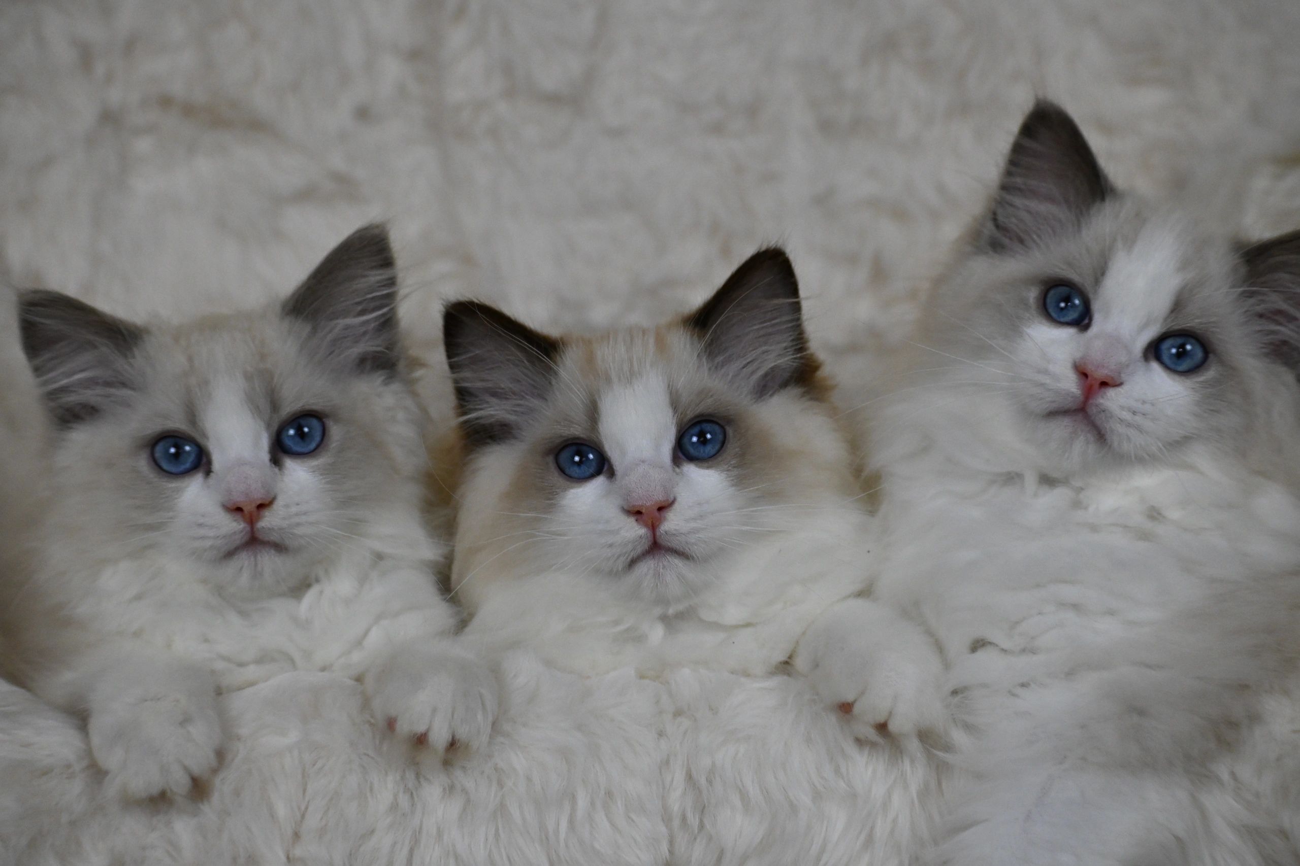 So you've reserved a ragdoll kitten from us!
