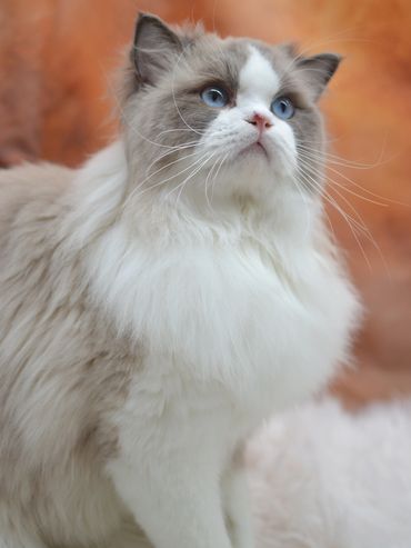 Fluffy ragdoll cat with striking blue eyes and soft fur.