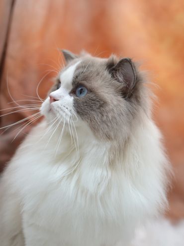 Fluffy white and gray cat with striking blue eyes looking down.