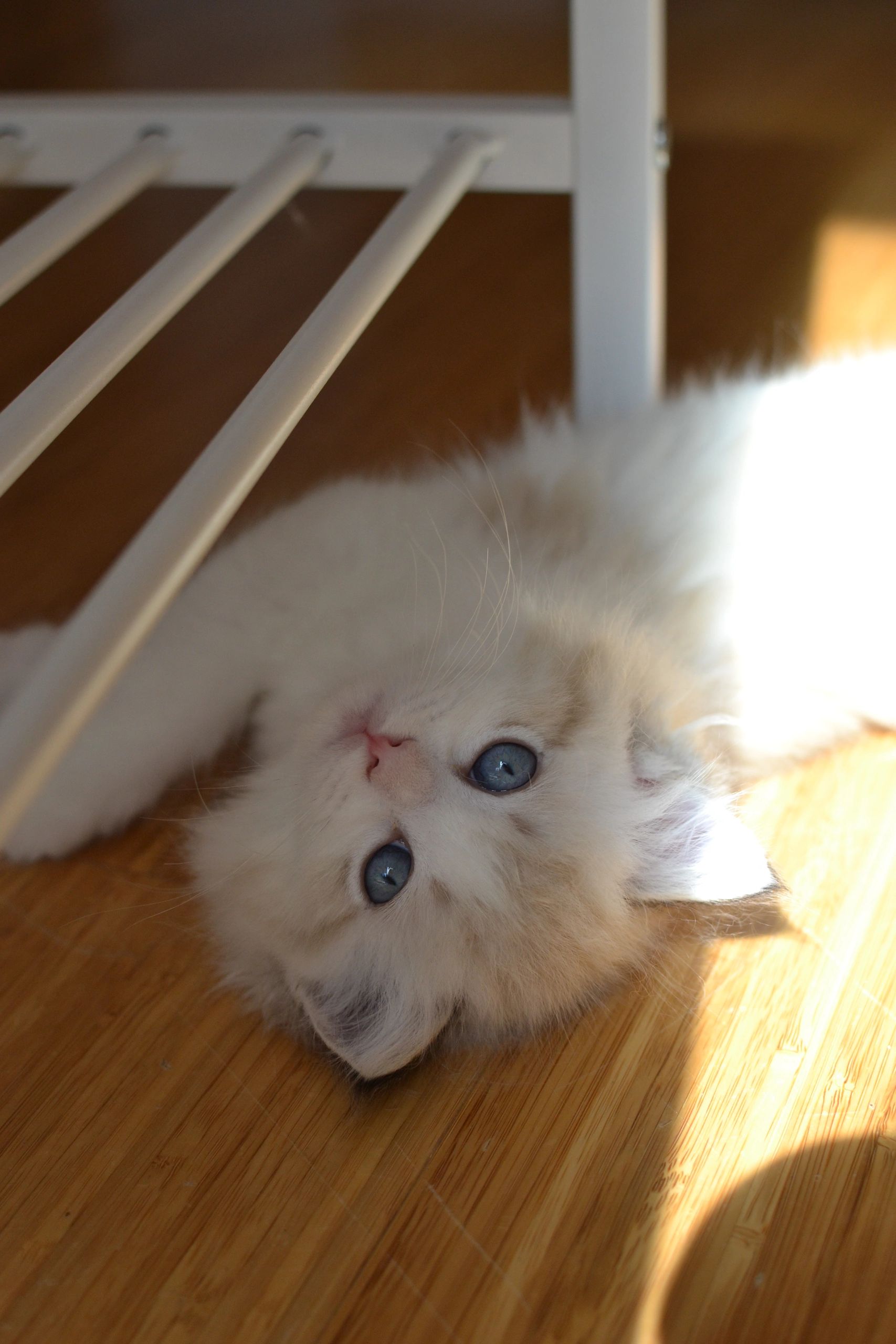 Understanding Kitten Temperament: What We Can—and Can’t—Predict