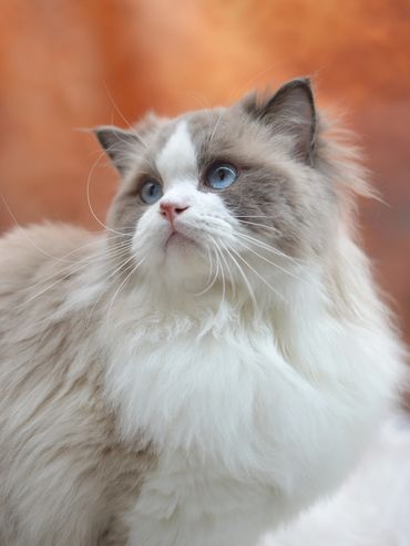 Fluffy cat with striking blue eyes and soft fur.
