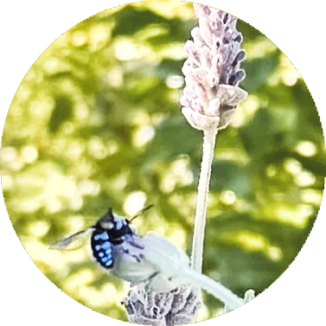 A blue and black insect on a lavender flower with a green blurred background.