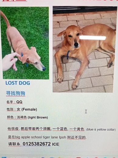 lost dog ipoh perak malaysia