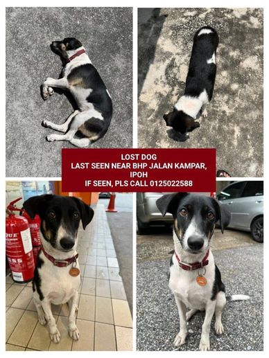 dog missing from Jalan Kampar Ipoh Perak Malaysia